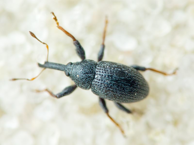 Anthonomus (Anthonomidius) rubripes Gyilenhal., 1835